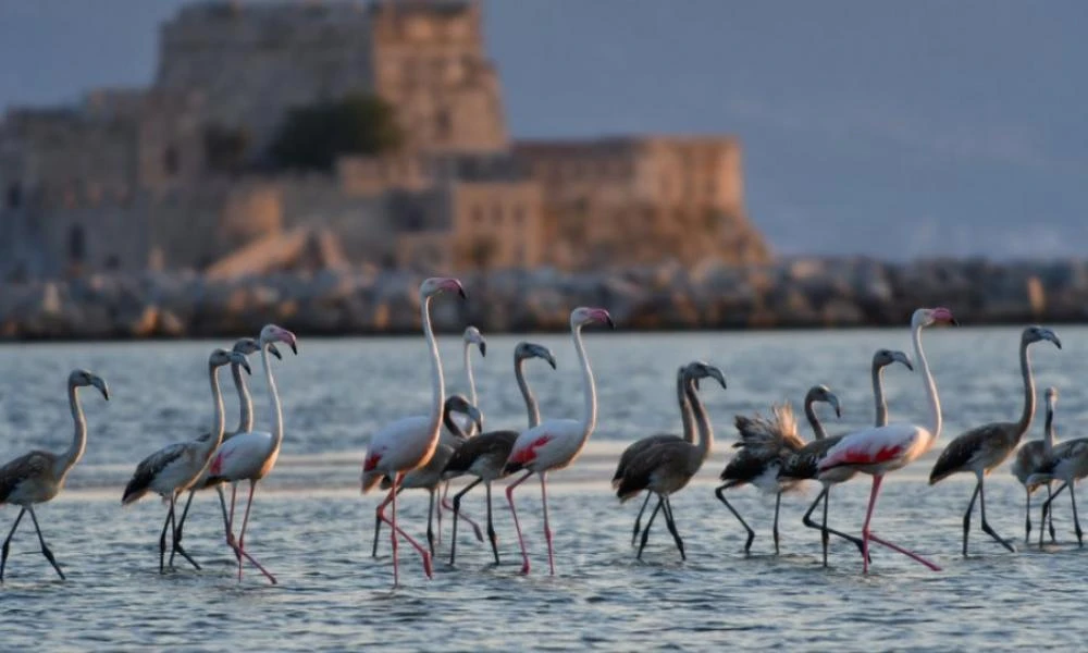 Οργή με έγκλημα στη λίμνη Κάρλα: Κυνηγοί σκότωσαν σπάνιο φλαμίνγκο